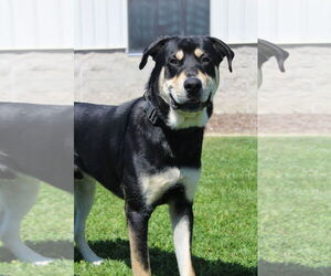 Mutt Dogs for adoption in Petaluma, CA, USA