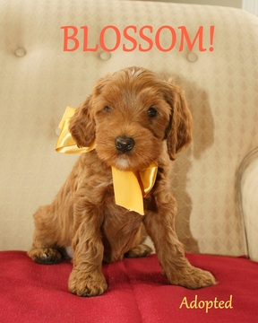 Medium Photo #1 Australian Labradoodle Puppy For Sale in ANDOVER, MN, USA