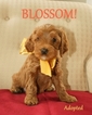Small Photo #1 Australian Labradoodle Puppy For Sale in ANDOVER, MN, USA