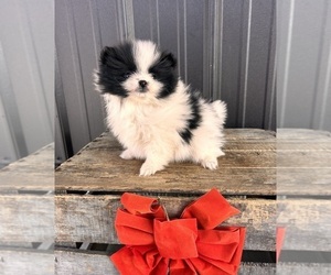 Pomeranian Puppy for sale in MIDDLEBURY, IN, USA