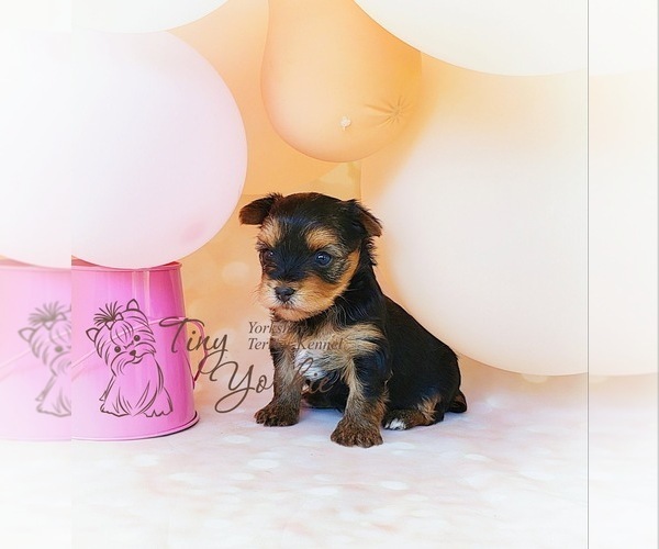 Medium Photo #1 Yorkshire Terrier Puppy For Sale in ORCHARDS, WA, USA