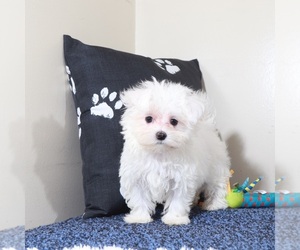 Maltese Puppy for sale in MOUNT VERNON, OH, USA