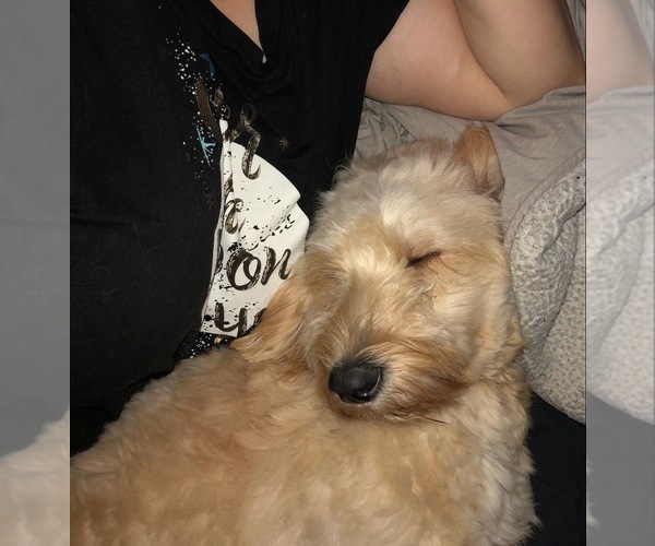 Medium Photo #1 Goldendoodle Puppy For Sale in LIBERTY, TX, USA