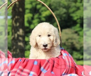 Goldendoodle-Poodle (Standard) Mix Puppy for sale in LOYSVILLE, PA, USA