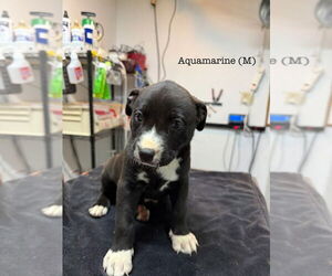 Mutt Dogs for adoption in Studio City, CA, USA