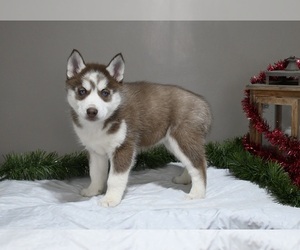 Siberian Husky Puppy for sale in HOLMESVILLE, OH, USA