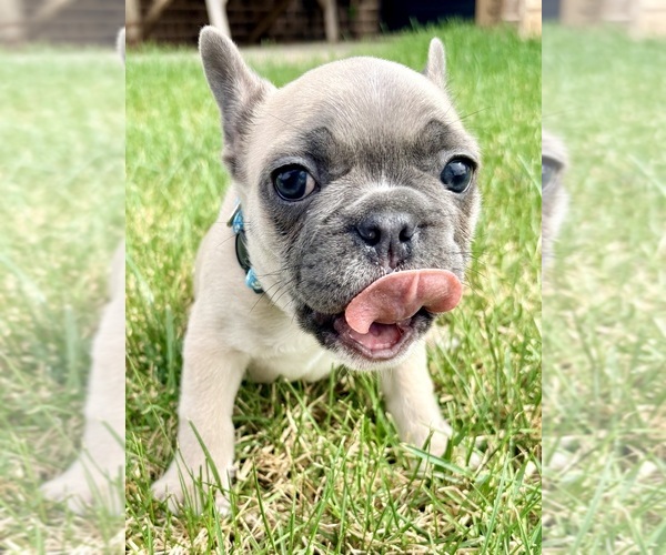 Medium Photo #4 French Bulldog Puppy For Sale in CANYON, TX, USA