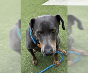 Mutt Dogs for adoption in Salinas, CA, USA