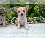 Puppy Peanut Butter Chihuahua