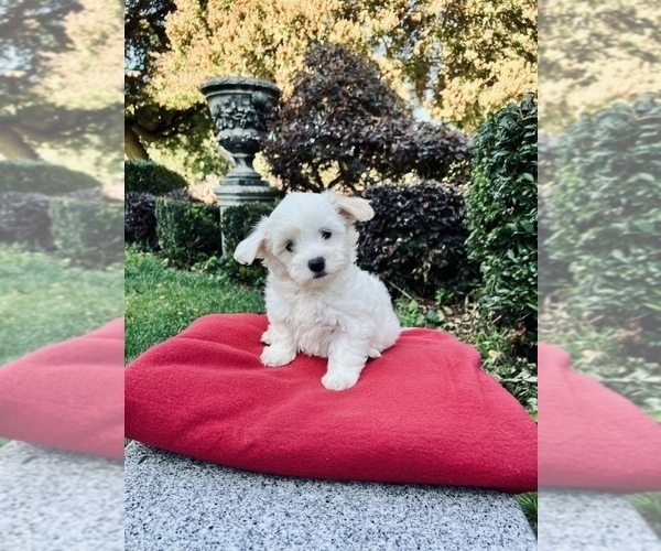 Medium Photo #15 Maltese Puppy For Sale in HAYWARD, CA, USA