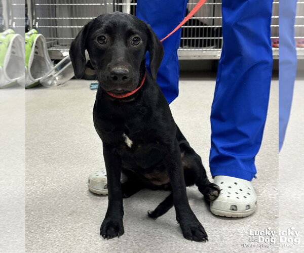 Medium Photo #1 Labrador Retriever-Unknown Mix Puppy For Sale in Washington, DC, USA