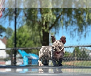French Bulldog Puppy for sale in REVERE, MA, USA