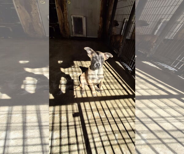 Medium Photo #5 German Shepherd Dog-Unknown Mix Puppy For Sale in Sebec, ME, USA