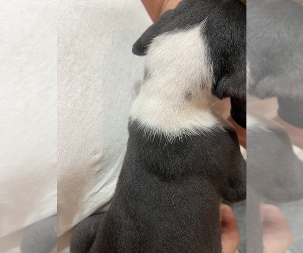 Medium Photo #2 Great Dane Puppy For Sale in SPRAGGS, PA, USA