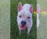 Small American Staffordshire Terrier