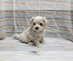 Small #1 Maltipoo