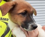 Small #4 Jack Russell Terrier-Norwegian Elkhound Mix