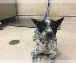 Small Australian Shepherd