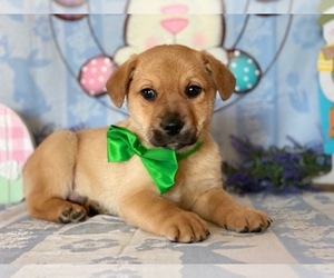 Pom-A-Pug Puppy for sale in LANCASTER, PA, USA