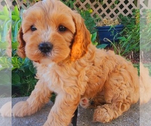Cavapoo Puppy for sale in MARSHFIELD, MO, USA