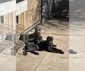 Cane Corso Puppy for sale in GILBERT, AZ, USA