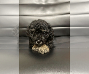 Poodle (Toy) Puppy for sale in VILAS, NC, USA