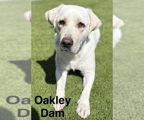 Medium Photo #1 Labrador Retriever Puppy For Sale in FAYETTEVILLE, OH, USA