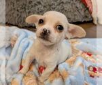 Small #2 Chihuahua