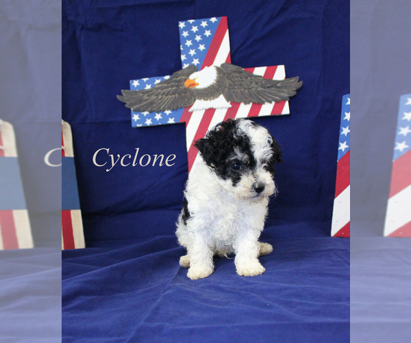 Medium Photo #11 Poodle (Toy) Puppy For Sale in CHANUTE, KS, USA