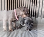 Small #5 French Bulldog