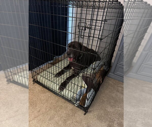 Medium Photo #1 Great Dane Puppy For Sale in Bullard, TX, USA