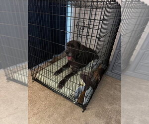 Great Dane Dogs for adoption in Bullard, TX, USA
