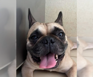 French Bulldog Dogs for adoption in San Diego, CA, USA