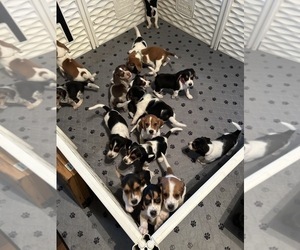 Beagle Litter for sale in BROWNSVILLE, OR, USA