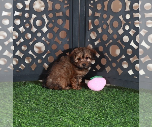 Medium Photo #4 Yorkiepoo mix (+ Poodle Toy) Puppy For Sale in MOUNT VERNON, OH, USA