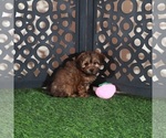 Small #3 Yorkiepoo mix (+ Poodle Toy)
