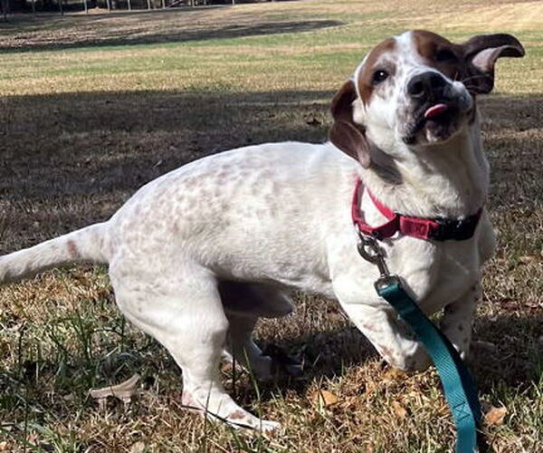 Medium Photo #4 Basset Hound-Unknown Mix Puppy For Sale in Deepwater, NJ, USA