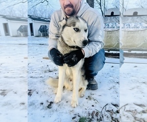 Father of the Siberian Husky puppies born on 01/18/2023