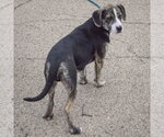Small #3 Beagle-Catahoula Leopard Dog Mix