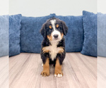 Small #1 Bernese Mountain Dog