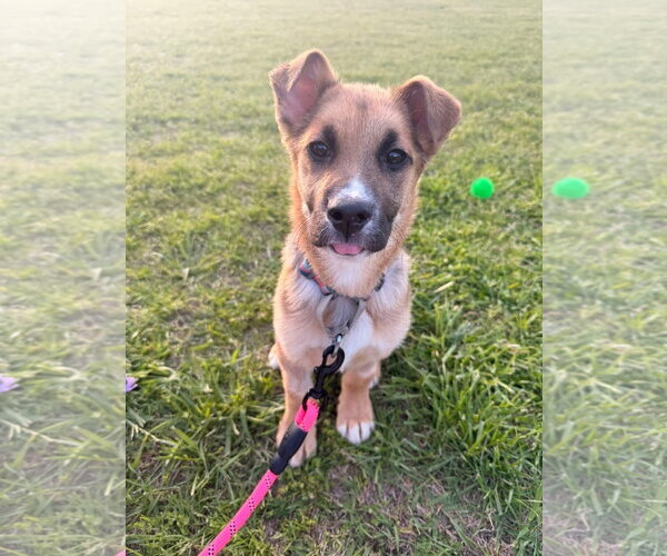 Medium Photo #10 Black Mouth Cur-German Shepherd Dog Mix Puppy For Sale in Holly Springs, NC, USA