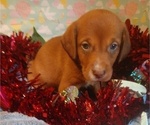 Puppy 1 Australian Shepherd-Vizsla Mix