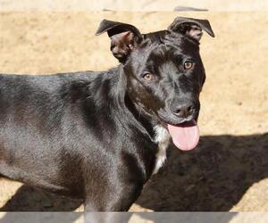Labrador Retriever-Unknown Mix Dogs for adoption in Tallahassee, FL, USA