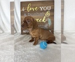 Dexter - Male Dachshund Puppy for Sale - Photo #6