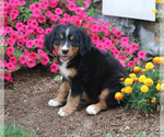 Small #4 Bernese Mountain Dog