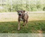 Small #2 Labrador Retriever Mix