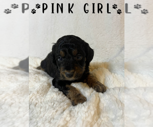 Medium Aussiedoodle Miniature 