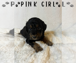 Puppy Pink Girl Aussiedoodle Miniature