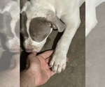 Small Photo #2 American Bully Puppy For Sale in CHICO, CA, USA