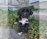 Small Photo #15 Tibetan Terrier Puppy For Sale in WATERLOO, NY, USA